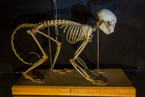 Squelette de Macaque