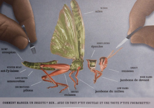 Comment manger un insecte : ben avec un tout p'tit couteau et une toute p'tite fourchette